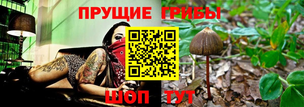 Галлюциногенные грибы GOLDEN TEACHER  Псилоцибиновые грибы Psilocybe  Касимов 